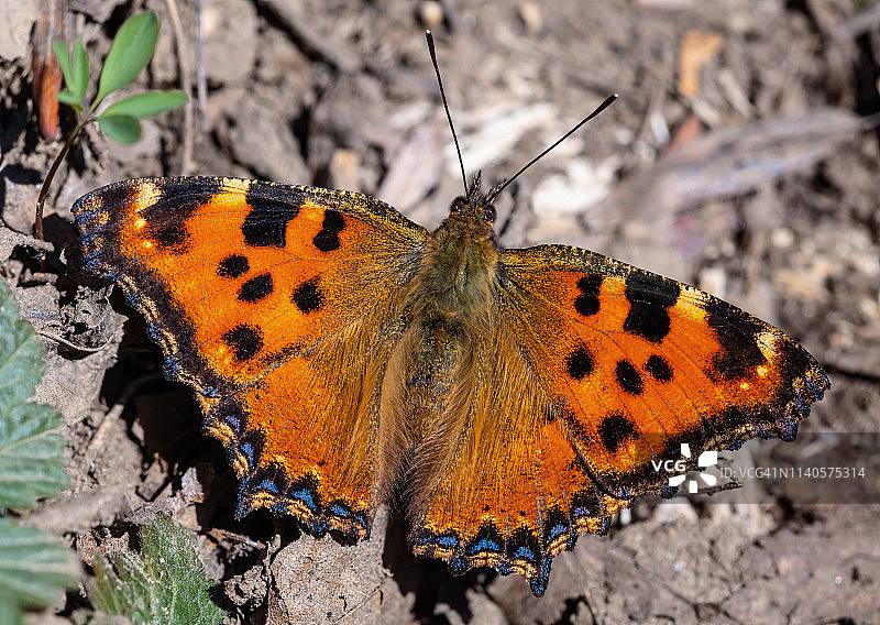 大 tortoiseshell 蝴蝶图片素材