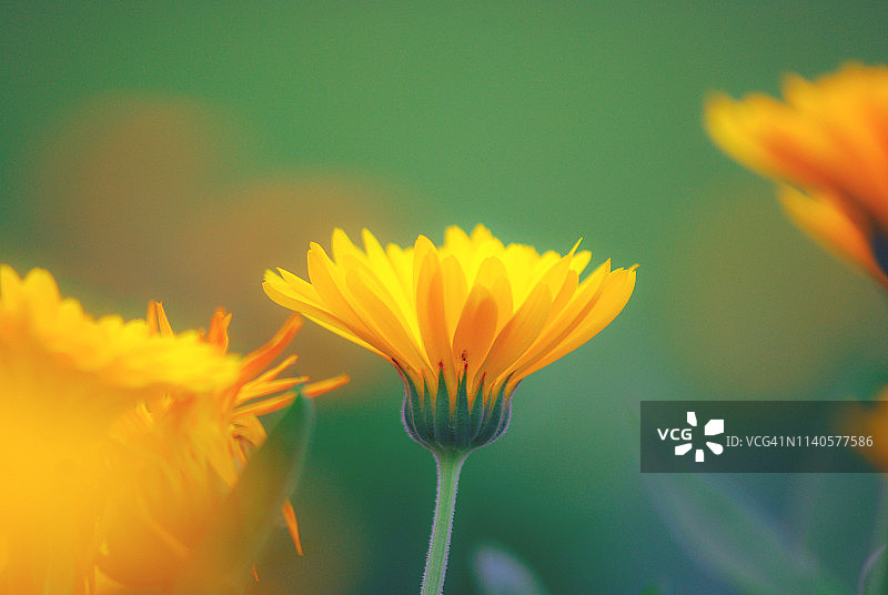 金盏花田图片素材