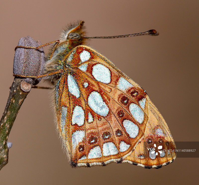 西班牙女王豹纹蝴蝶图片素材