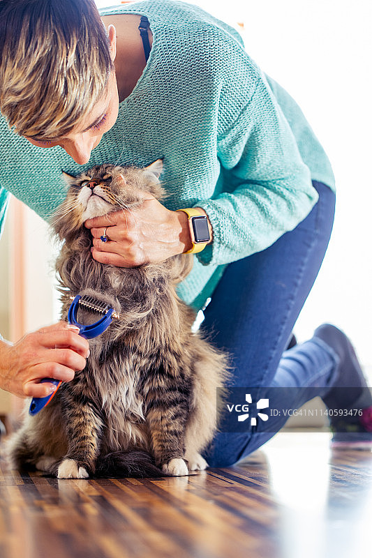 成年女人在梳理西伯利亚猫图片素材