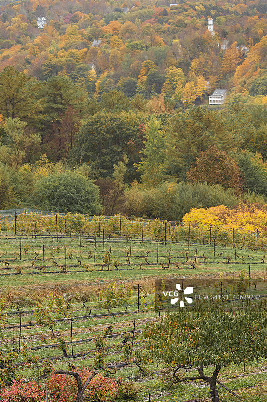加拿大新斯科舍省贝尔河秋季葡萄园风光图片素材
