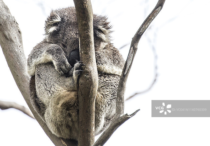 树上的考拉图片素材