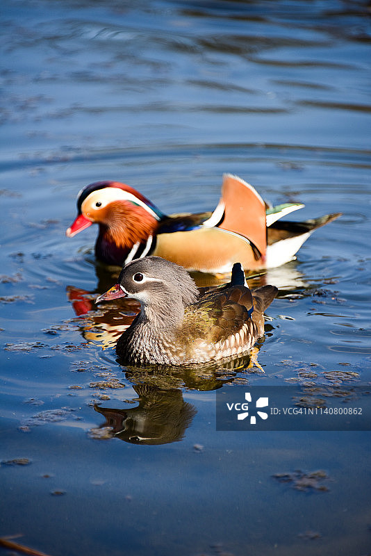 池塘里的鸳鸯夫妇图片素材