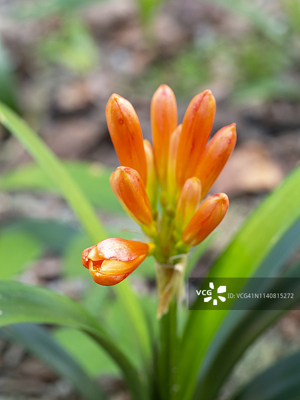 阳光照耀下的橙色君子兰特写，背景虚化图片素材
