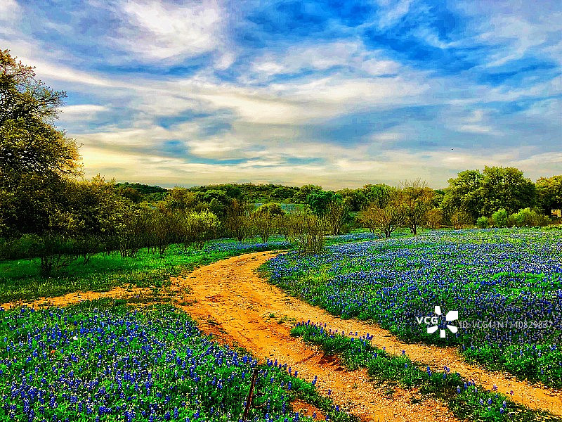 德克萨斯丘陵乡村景观和春季野花图片素材