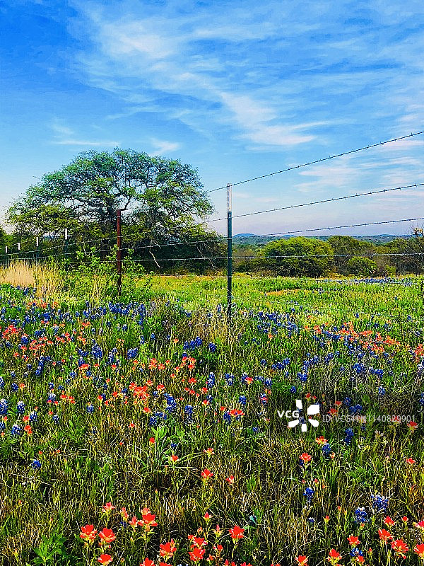 德克萨斯丘陵乡村景观和春季野花图片素材