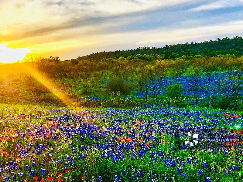 日落时分的得克萨斯州丘陵地带景观图片素材
