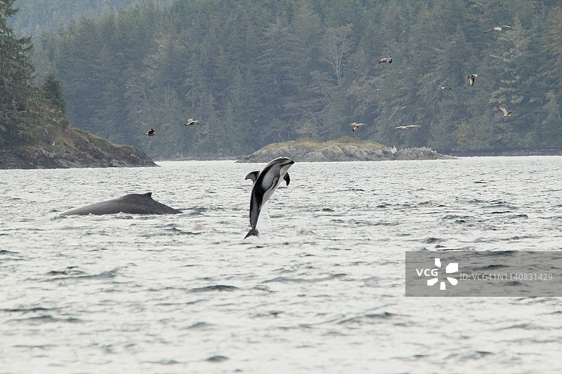 太平洋白海豚跳跃图片素材