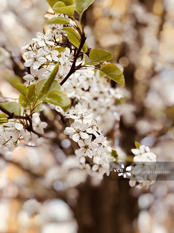 梨树花图片素材