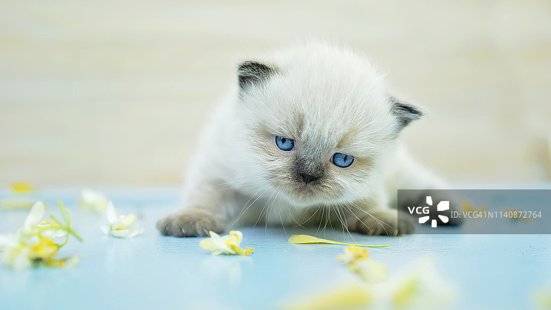 喜马拉雅小猫图片素材