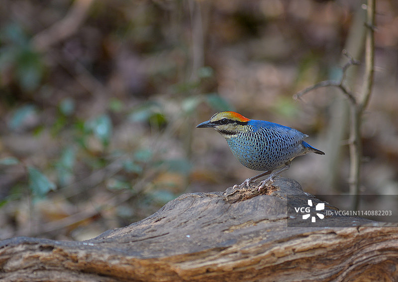 泰国美丽的蓝翅八色鸫图片素材