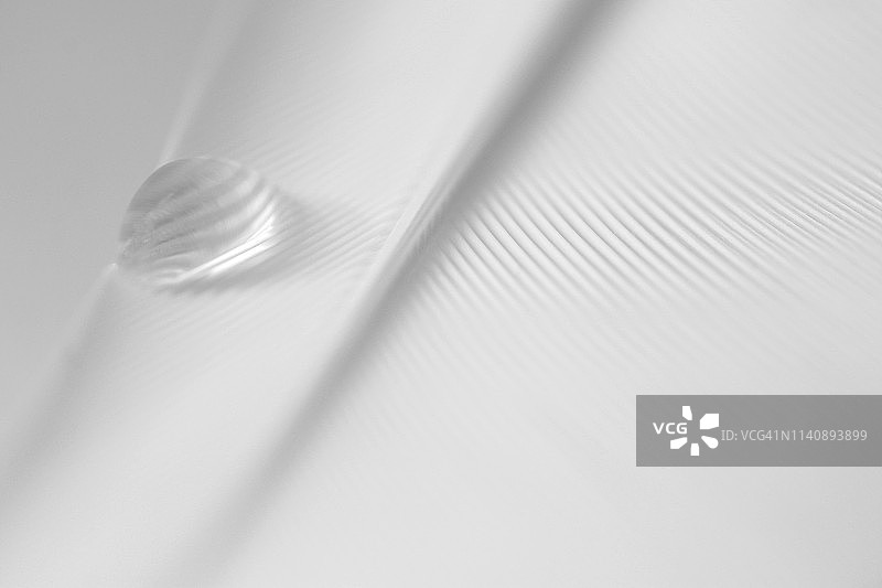 水滴下的白色羽毛特写图片素材