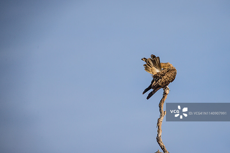 清晨，啸栗鸢梳理羽毛图片素材