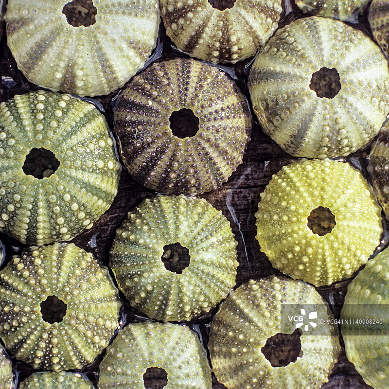 南非杰弗里湾的海胆壳图片素材