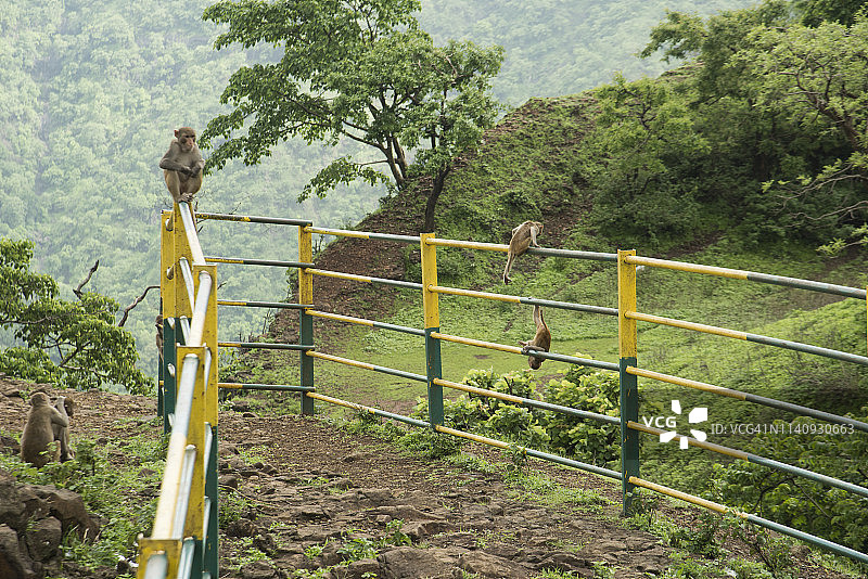 山顶观景台栏杆上的猴子图片素材
