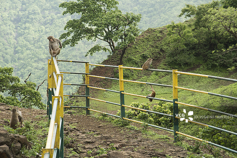 山顶观景台栏杆上的猴子图片素材