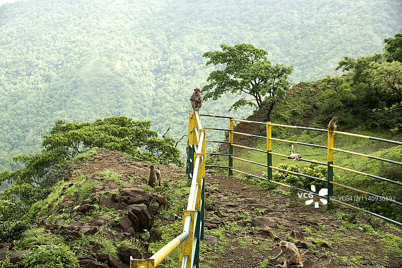 山顶观景台栏杆上的猴子图片素材