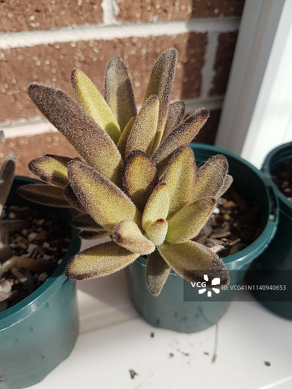 银波锦或称熊猫 plant、猫耳和巧克力士兵图片素材