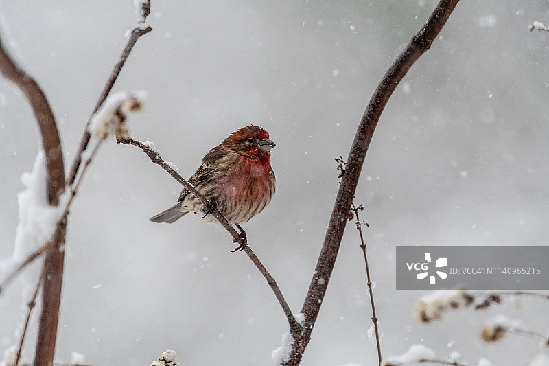 加拿大不列颠哥伦比亚省雪地树枝上的紫红雀图片素材