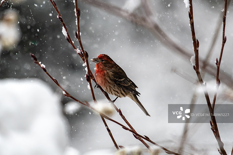 加拿大不列颠哥伦比亚省雪地树枝上的紫红雀图片素材
