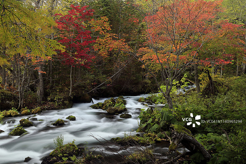 日本北海道旭川的绿树成荫的河流图片素材