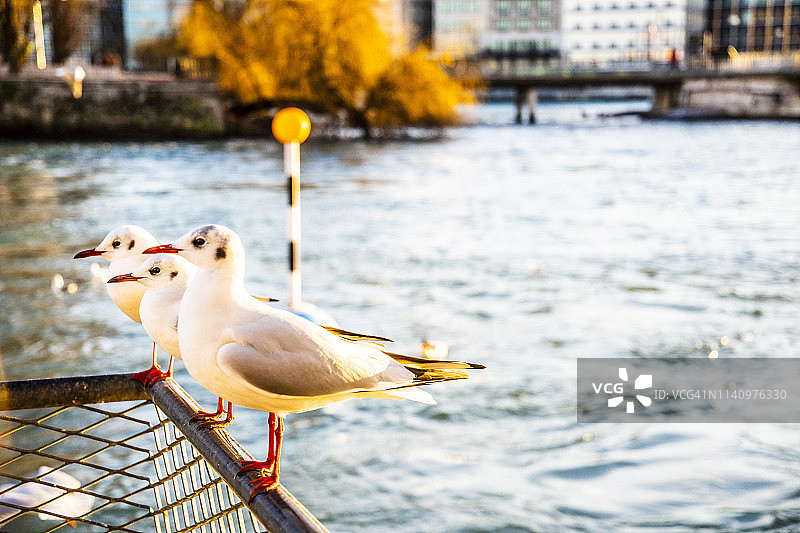 瑞士日内瓦的自然风光图片素材