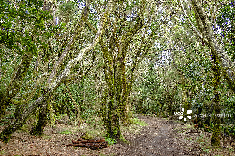 拉戈梅拉，加那利群岛：加拉霍奈国家公园月桂林图片素材