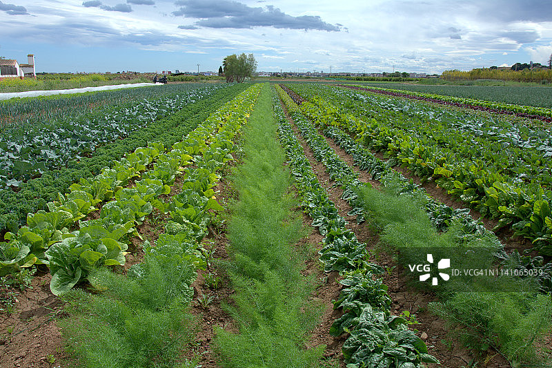 菜园图片素材