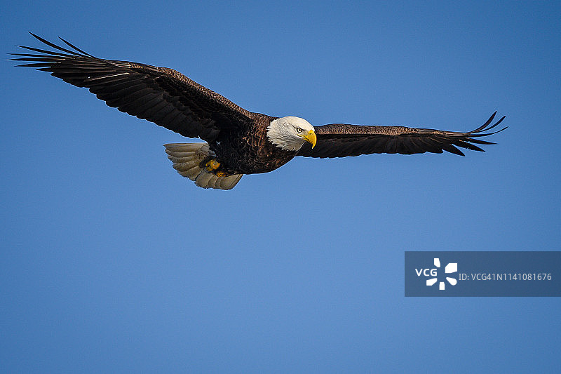 飞行中的秃鹰图片素材