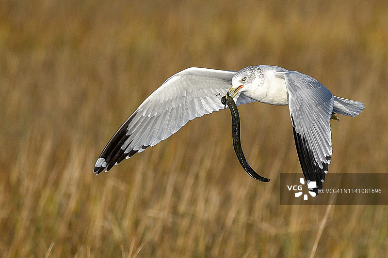 海鸥捕食双足鳗（水生蝾螈）图片素材