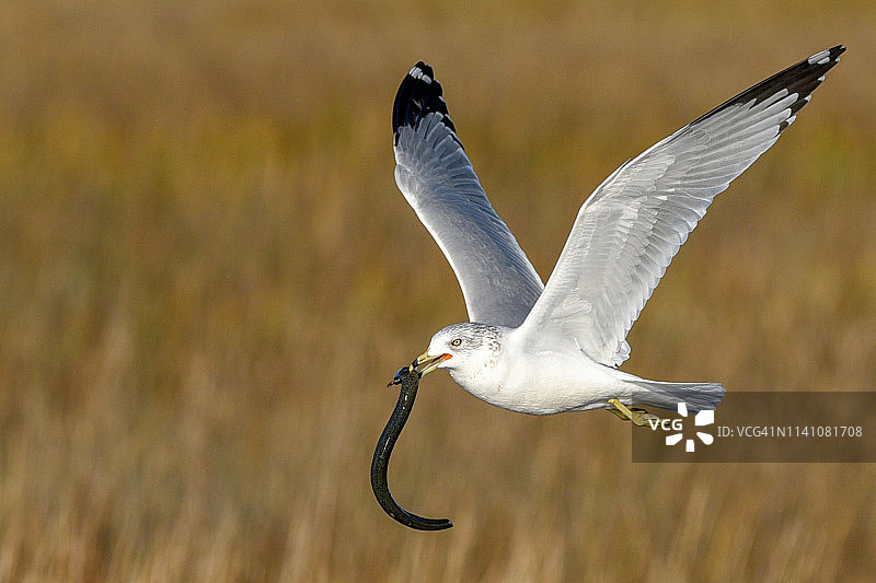 海鸥捕食双足鳗（水生蝾螈）图片素材
