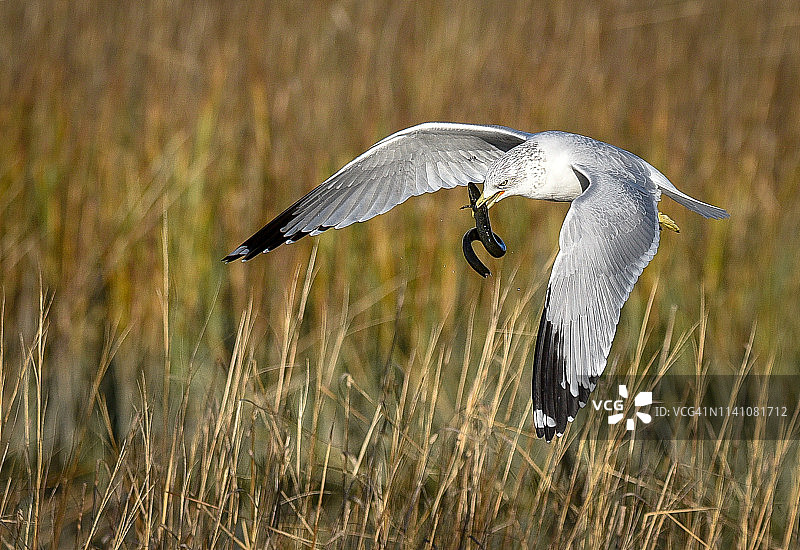 海鸥捕食双足鳗（水生蝾螈）图片素材