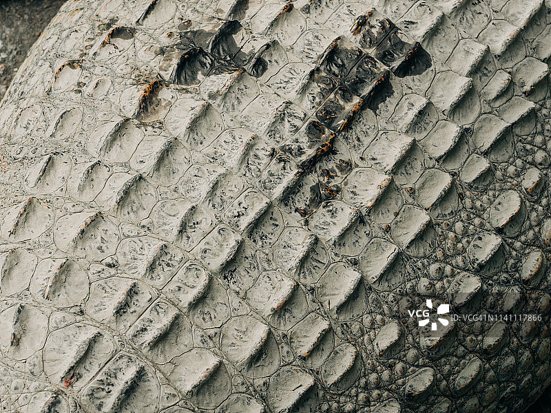 鳄鱼皮纹理图片素材