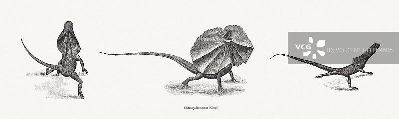 伞蜥木刻版画（1898年发布）图片素材