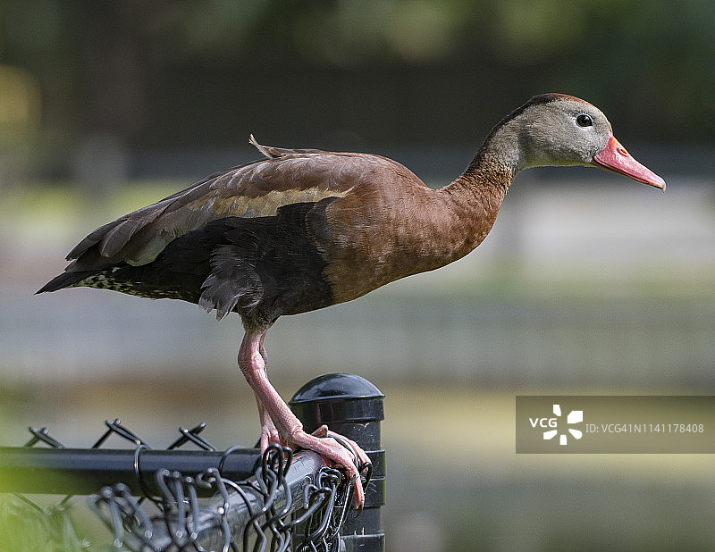 栅栏上的黑腹树鸭图片素材