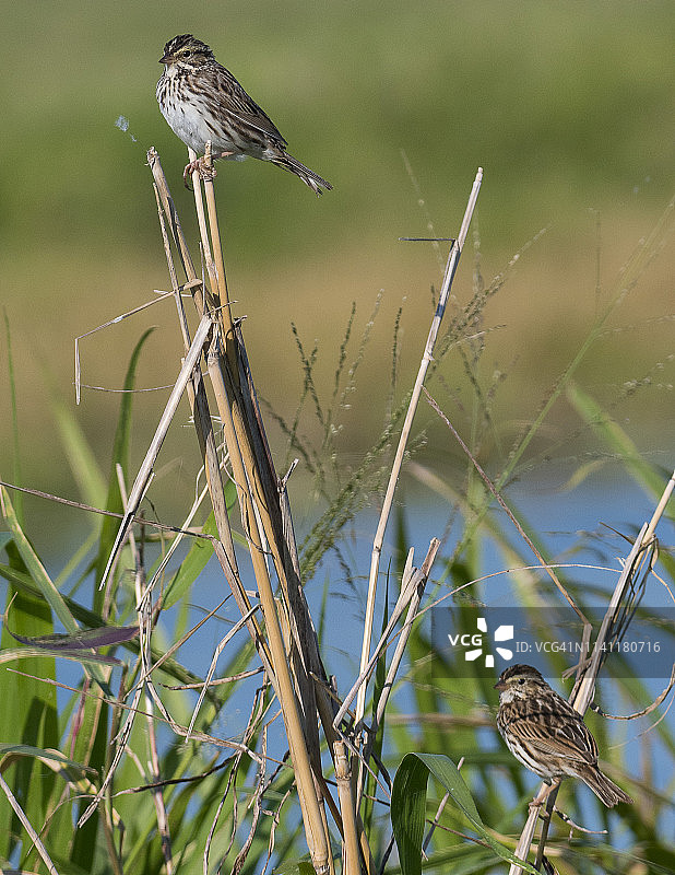 一对草原燕图片素材