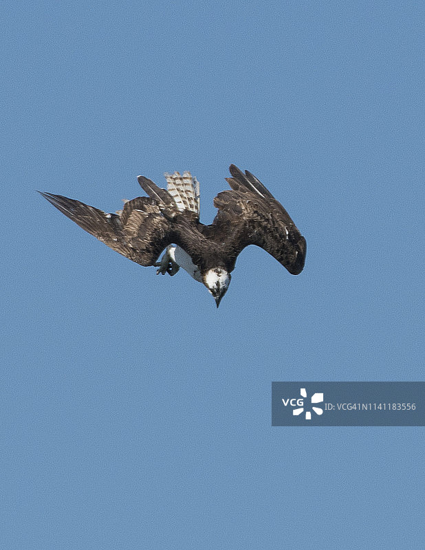鱼鹰俯冲图片素材
