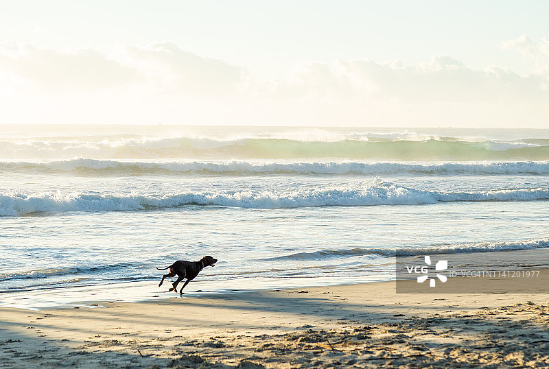 海面日出，前景有一只狗图片素材