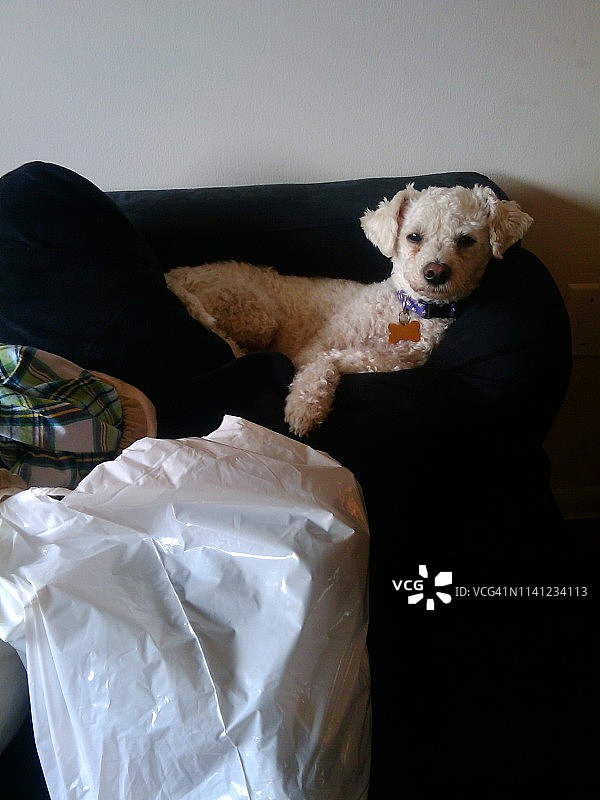 比熊犬放松图片素材