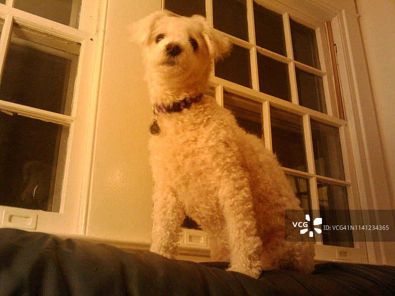 比熊犬坐姿图片素材