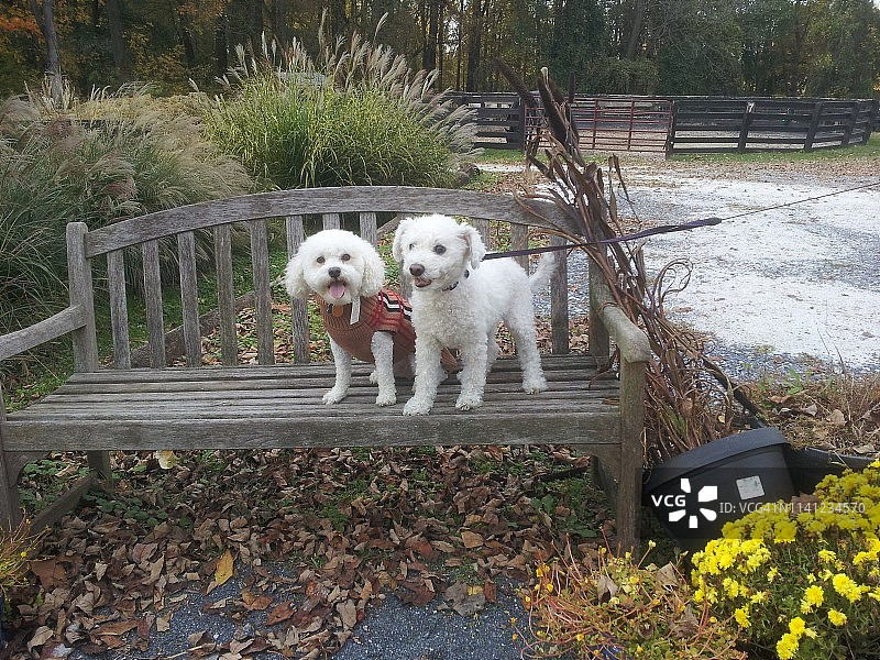比熊犬摆拍图片素材