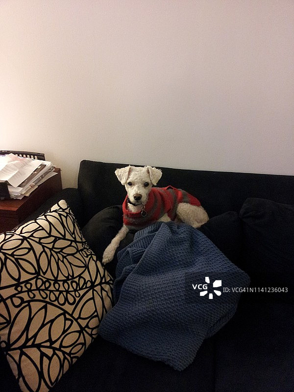 比熊犬图片素材