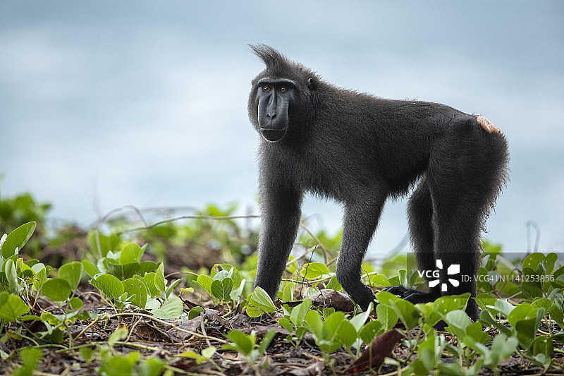苏拉威西凤头猕猴图片素材