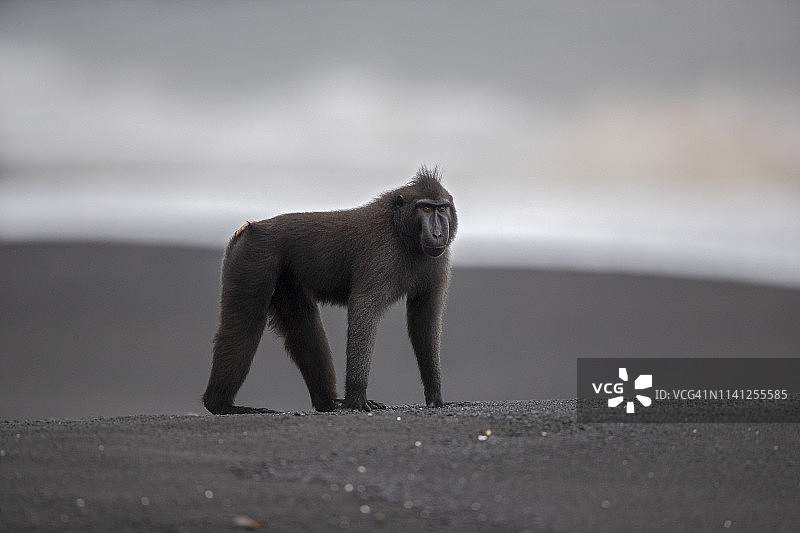 苏拉威西凤头猕猴图片素材