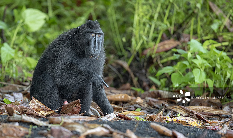 苏拉威西凤头猕猴图片素材