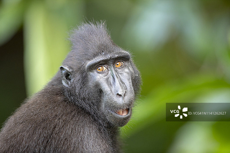 苏拉威西凤头猕猴图片素材