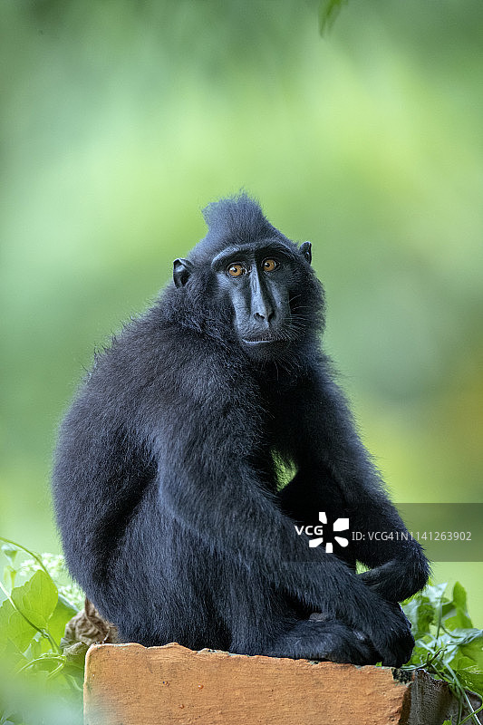 苏拉威西凤头猕猴图片素材