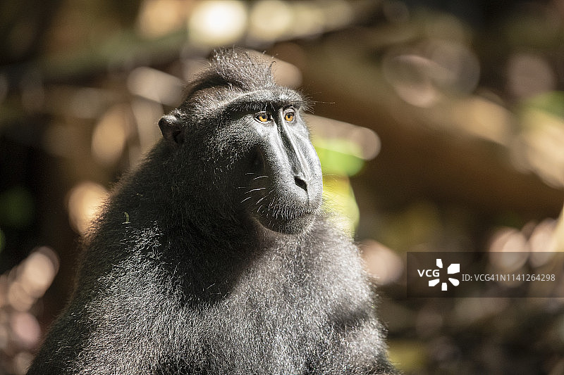 苏拉威西凤头猕猴图片素材