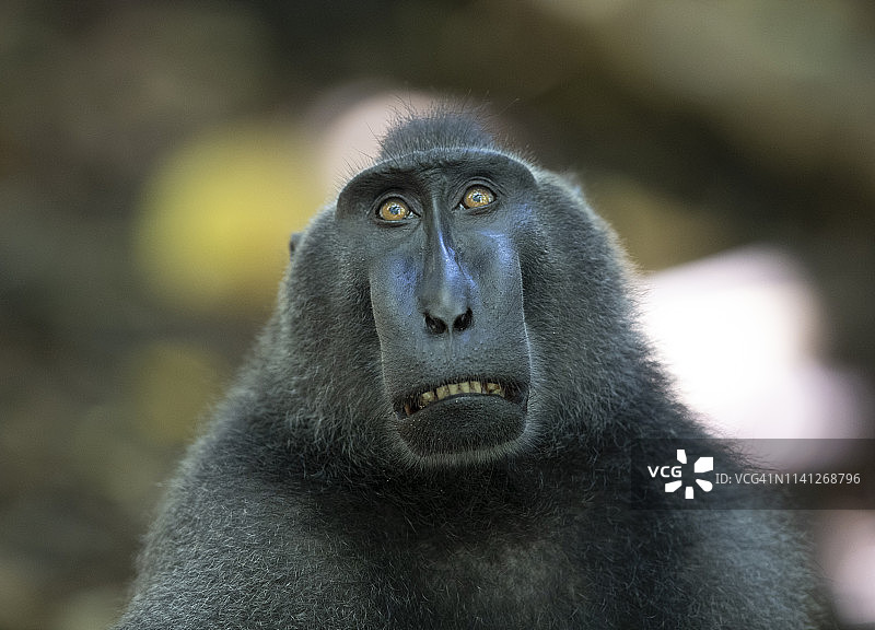 苏拉威西凤头猕猴图片素材