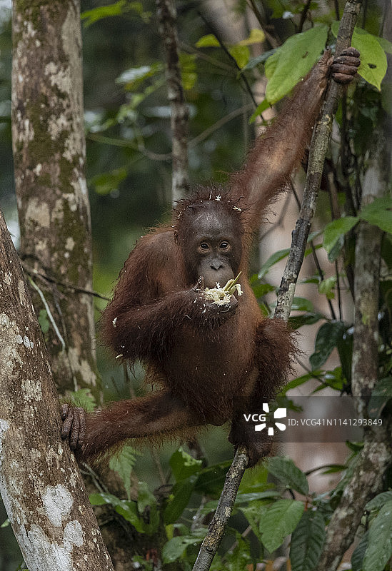 丹戎 puting 国家公园的猩猩图片素材